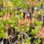 Azalka veľkokvetá (Azalea Mollis) ´CHANEL´ - výška 40-60 cm, kont. C3L/C1L
